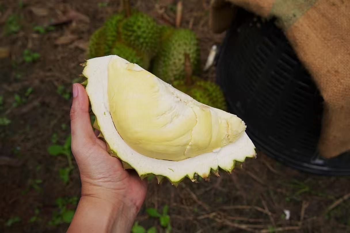 金枕头榴莲果肉