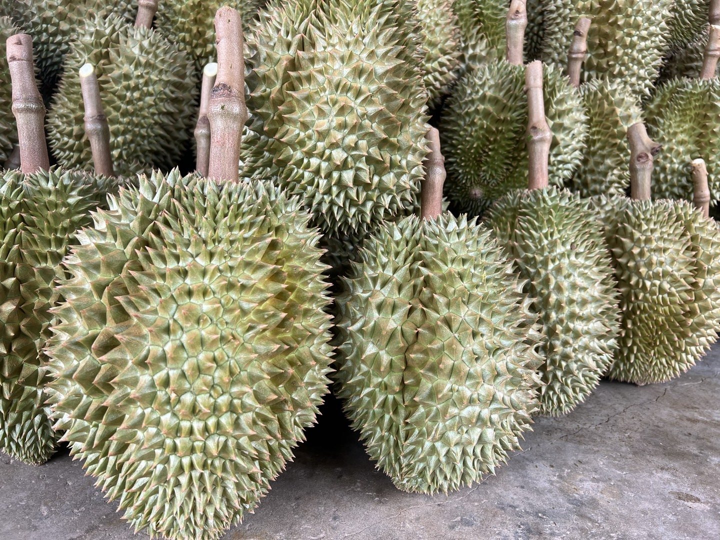 金枕头榴莲